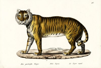 Royal Tiger, 1824 by Karl Joseph Brodtmann